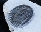 Large Mrakibina Trilobite - Long Genals #3904-4